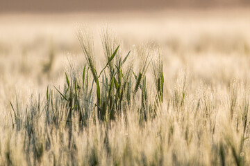 Escourgeons (orge d'hiver)