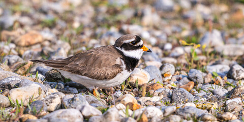Grand Gravelot / Pluvier grand-gravelot (Charadrius hiaticula - Common Ringed Plover)