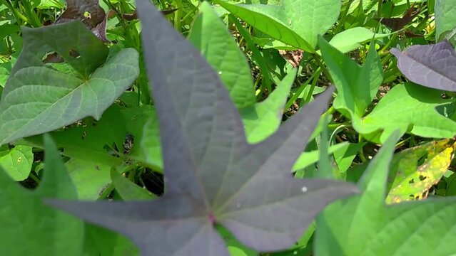 4k video of sweet potato plants or Ipomoea batatas planted in a rice field