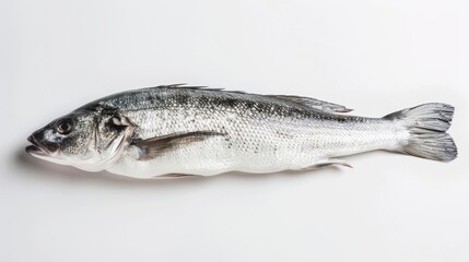 Fototapeta premium A single silver sea bass fish lies on a white background. The fish is fresh and clean, with scales visible