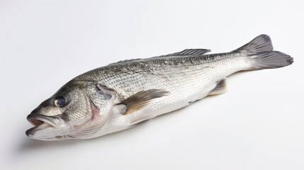 Fototapeta premium A single, whole silver sea bass fish lies on a white background, its scales glinting in the light