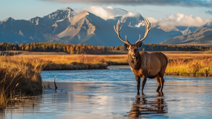 An elk stands in a calm river with a mountain range and fall foliage in the background