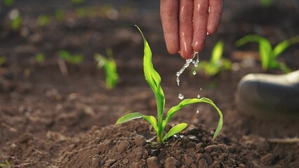 The farmer works in the irrigation corn passionate about agriculture. agriculture a business concept. The hand sprout is watering on the corn. hand farmer watering green farm corn sprout irrigation