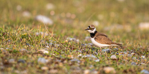 accouplement de Petits Gravelots (Pluvier petit-gravelot, Charadrius dubius, Little Ringed Plover)