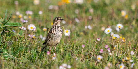 Pipit farlouse (Anthus pratensis - Meadow Pipit)