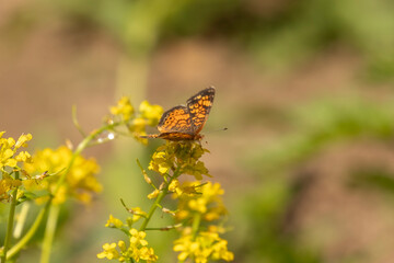 Pearl Crescent Butterfly gathers nectar from a wildflower