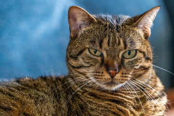 La chatte sur le canapé