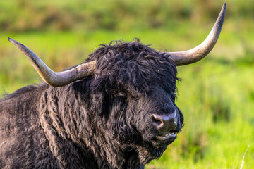 Taureau Highland Cattle