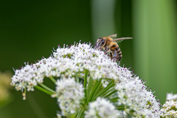Close up of a bee feeding on Cow Parsley in bloom