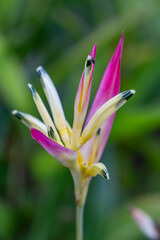 Heliconia psittacorum (parrot's beak, parakeet flower, parrot's flower, parrot's plantain, false bird-of-paradise), Hilo International Airport, Hawaii plant

