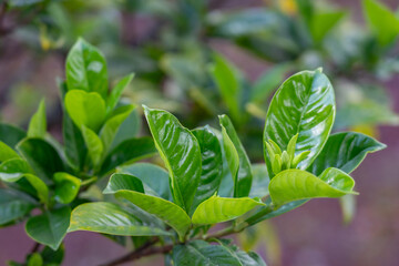 Gardenia jasminoides, commonly known as gardenia and cape jasmine, is an evergreen flowering plant in the coffee family Rubiaceae.  Hilo International Airport, Hawaii plant