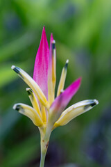 Heliconia psittacorum (parrot's beak, parakeet flower, parrot's flower, parrot's plantain, false bird-of-paradise), Hilo International Airport, Hawaii plant

