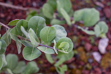 Vitex rotundifolia, the roundleaf chastetree or beach vitex, is a species of flowering plant in the sage family Lamiaceae. Hilo International Airport, Hawaii plant
