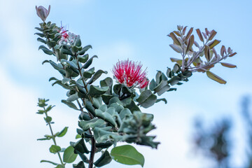 Metrosideros polymorpha, the ʻōhiʻa lehua, is a species of flowering evergreen tree in the myrtle family, Myrtaceae, Hilo International Airport, Hawaii plant