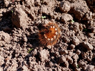 The caterpillar curled into a ball on the background of the soil. The topic of insects and animals. Harmful insects.