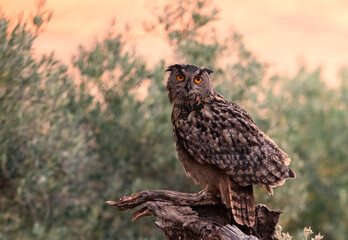 Hembra de Buho Real en la Sierra de Andalucia.