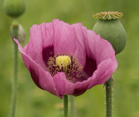 Schlafmohn - Blüte und unreife Fruchtkapsel