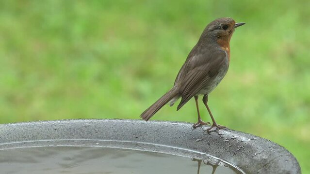 Robin (Erithacus rubecula) sitting on a garden bird bath before being scared off by a Grey Squirrel. May, Kent, UK [Slow motion x5]