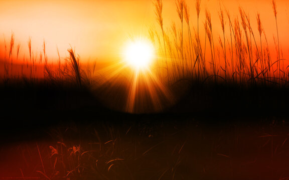 Gr&auml;ser im Sonnenuntergang #080541E.56
