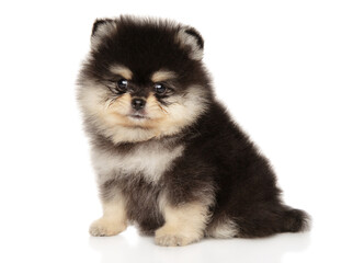 Pomeranian Spitz Puppy Sitting on White Background