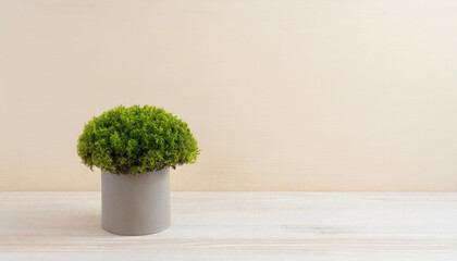 Elegant display, moss in pot on beige wooden table 