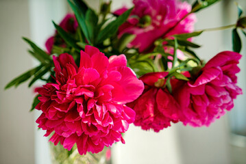 red peonies in the vase