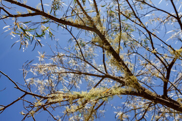 Kanangra-Boyd National Park, NSW