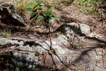 Kanangra-Boyd National Park, NSW