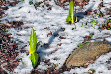 eastern skunk cabbage, Symplocarpus foetidus