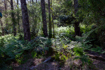 Kanangra-Boyd National Park, NSW