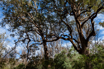 Kanangra-Boyd National Park, NSW