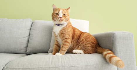 Cute red cat on sofa near green wall