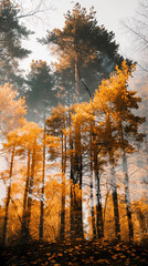 Fototapeta premium Autumn forest with tall trees and golden leaves. Misty atmosphere enhances the tranquil and serene beauty of the fall season in nature.