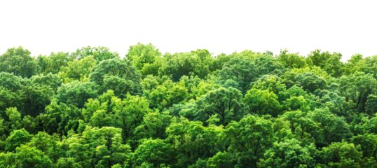 Lush green forest cut out