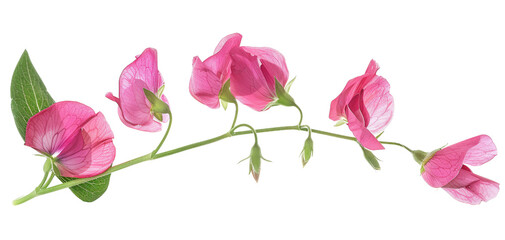 Delicate pink sweet pea flowers on a green stem, showcasing natural beauty perfect for garden-themed projects and floral arrangements.