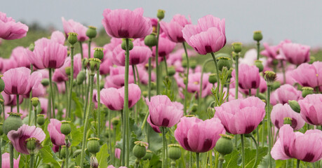 blühendes Feld von Schlafmohn 