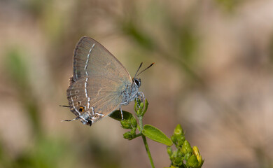 brown butterfly on plant, Riley's Hairstreak, Satyrium marcidum