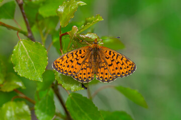 green background and red butterfly, Pearl-bordered Fritillar, Boloria euphrosyne