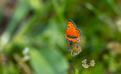 little butterfly with orange wings