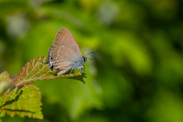 brown butterfly on plant, Riley's Hairstreak, Satyrium marcidum