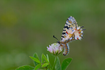 a beautiful butterfly with scallop, Zerynthia deyrollei