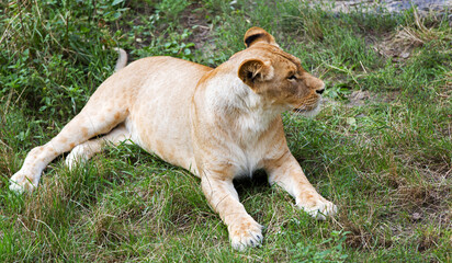 Lioness lying on the grass and looking out for prey
