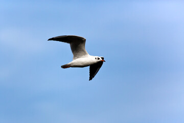 Seagull soars in the sky