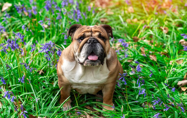 english bulldog sitting on grass among bluebells on spring day