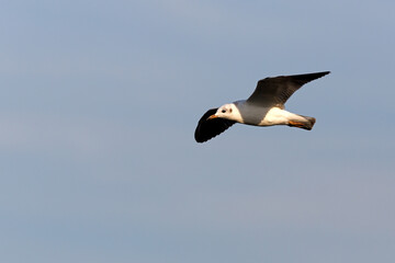 Seagull in flight against the blue sky
