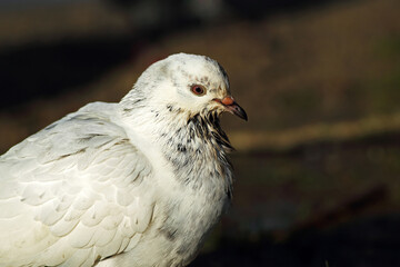 White dove in the corner of the frame