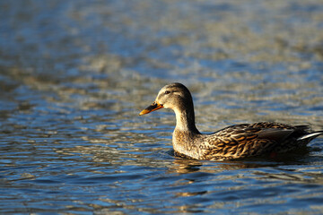 The duck floats on the river