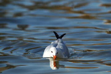 Gull finds food in the water