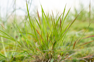 Melinis repens is a species of grass known by the common names rose Natal grass, Natal red top, or...