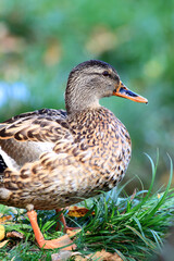 Duck on a background of green grass
